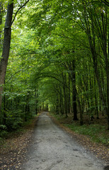 ground road through a forest