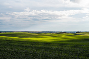 Field of young wheat seedlings growing in autumn. Young green wheat growing in soil. Agricultural proces. Close up on sprouting rye agriculture on a field sunny day with blue sky. Sprouts of rye.