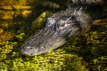 Alligator head. Everglades National Park. Florida. USA. 