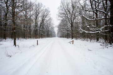 Turopolje forest in winter