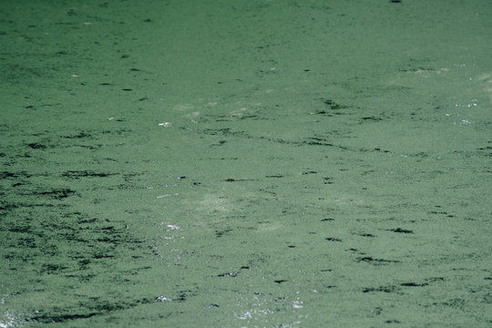 lemna aquatic plant