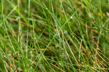 Green bright grass with water dew drops texture macro fresh field background