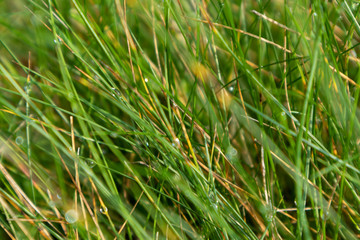 Green bright grass with water dew drops texture macro fresh field background