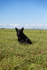 German shepherd of different colors on the green grass are sitting. A well-bred dog in the meadow walks and runs.