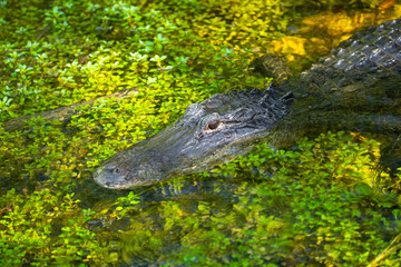 Alligator head. Everglades National Park. Florida. USA. 
