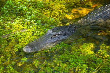 Alligator head. Everglades National Park. Florida. USA. 