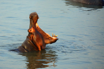 Fototapeta na wymiar The common hippopotamus (Hippopotamus amphibius) or hippo is warning by open jaws and swimming in the middle of lake in beautiful evening light