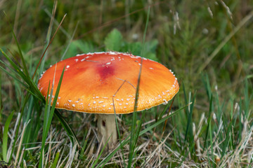 Red poisonous mushroom in green grass macro. Dangerous amanita plant fungi close-up in nature environment
