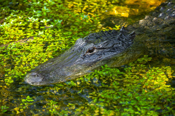 Alligator head. Everglades National Park. Florida. USA. 