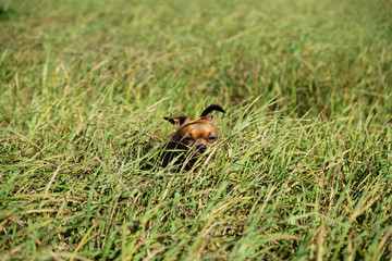 Obraz premium Little dog Toy terrier with character. Walks on a meadow and on green grass at sunny day. Brown