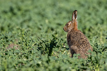 Brown Hare Sat In Field