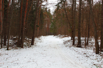 Ski track in the forest. Background. Landscape.