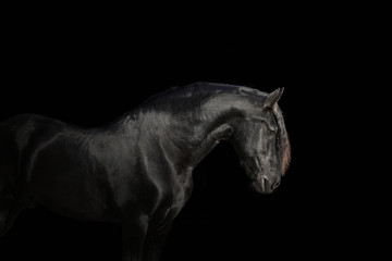 Plakat Portrait of big black horse on black backround