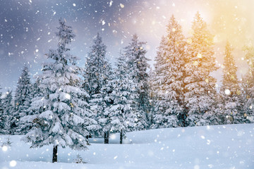 Scenic winter landscape with snowy fir trees. Winter postcard.