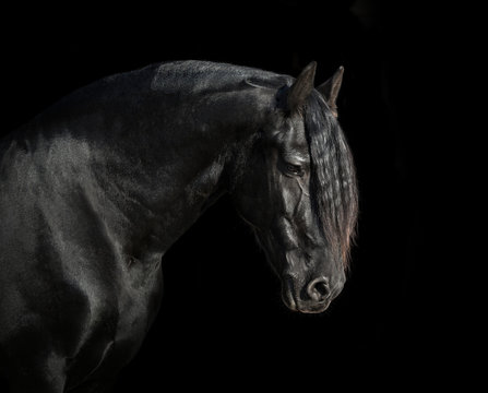 Portrait Of Big Black Horse On Black Backround