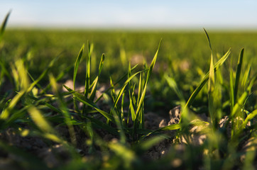 Young wheat seedlings growing on a field in autumn. Young green wheat growing in soil. Agricultural proces. Close up on sprouting rye agriculture on a field sunny day with blue sky. Sprouts of rye.