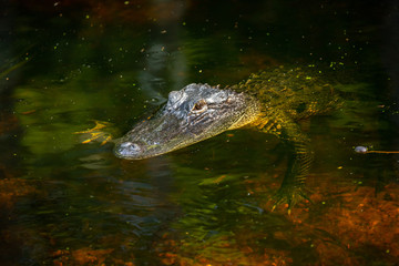 Alligator head. Everglades National Park. Florida. USA. 
