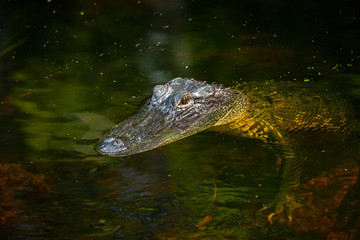 Alligator head. Everglades National Park. Florida. USA. 