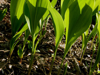 young plants growing in the garden, sweden, sverige, stockholm, nacka