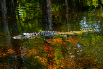 Alligator head. Everglades National Park. Florida. USA. 