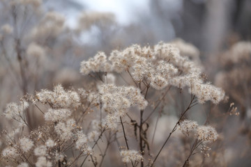 Unusual dried plant in a city park in early winter