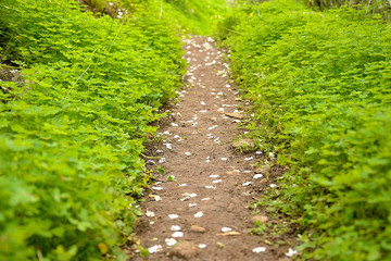 a road surrounded by green and with flower petals on the ground