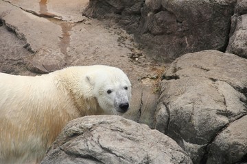 polar bear