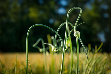 Three entwined garlic scapes in a garlic farm in Abbotsford, BC, Canada