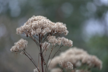 Unusual dried plant in a city park in early winter