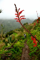 Hiker path with a red plant on green background