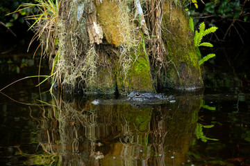 Alligator head. Everglades National Park. Florida. USA. 