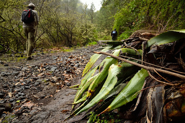 close-up of a plant in the path of some walkers