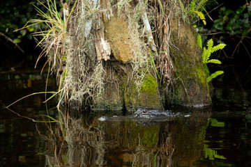 Alligator head. Everglades National Park. Florida. USA. 