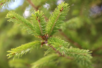 fir branch