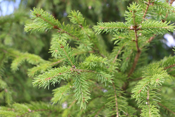 fir branches
