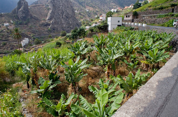 original colorful houses on the Spanish island of Canary Gomera