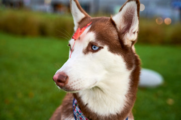 Funny dog squints eyes at each other, examines fallen orange leaf from tree on nose. Close-up portrait on background grass. Horizontal snapshot husky in white brown coloring, blue eyes, acute ears.