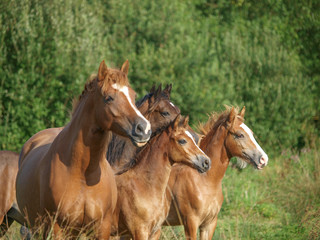 Fototapeta na wymiar Herd of Horses