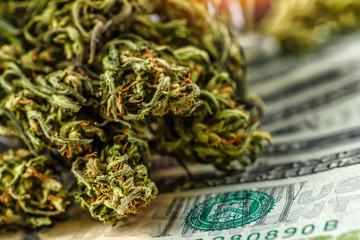 Cannabis herb and leaves for treatment.Buds. Skunk. cbd,Plastic bags with cocaine, pills, hemp buds and money,