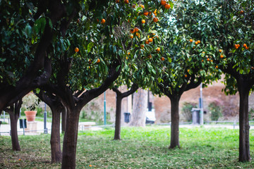 Fototapeta na wymiar View of Savello Park in Rome, the Orange Garden, in italian: guardino degli Aranci, an urban park located on the Aventine Hill, Rome, Italy