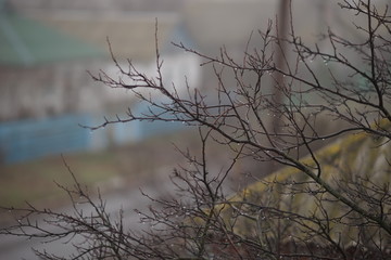 Bare tree branches in raindrops, against the backdrop of a rural street with houses, autumn rainy day.