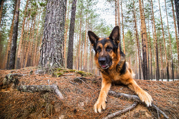 Dog German Shepherd in the forest in an early spring