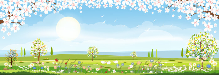 Panorama view of spring field with cherry blossom border, Vector cartoon Spring or Summer landscape fram field with hills and wild flowers, Eco village, Organic farming concept