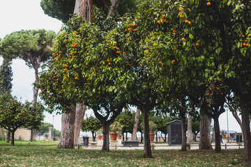 View of Savello Park in Rome, the Orange Garden, in italian: guardino degli Aranci, an urban park located on the Aventine Hill, Rome, Italy