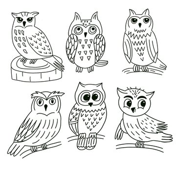 Drawing of an owl in a set on a white background, for ornithological illustrations and childrens books.