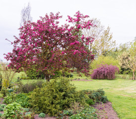 purple flowering ornamental apple in spring, another flowering apple with drooping branches on the...