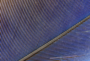 penas de arara canindé azul em close