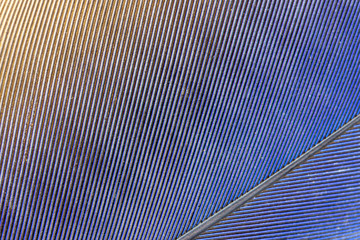 penas de arara canindé azul em close