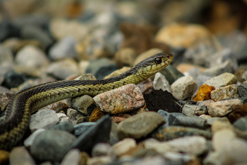 Garter Snake Slithering Over Rocks