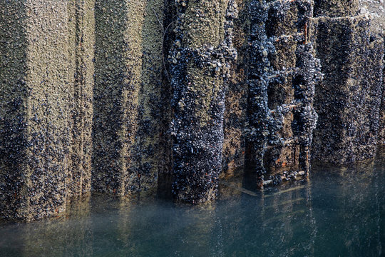 Barnacles attached to the pier wall and ladder
